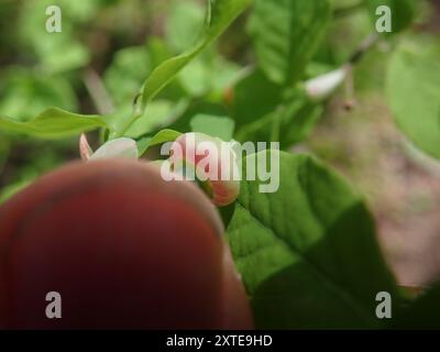 Plantae di mirtillo a foglia ovale (Vaccinium ovalifolium) Foto Stock