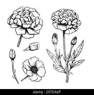 Set di schizzi botanici di vari fiori marigoliti con ombreggiatura. Disegno floreale naturale vettoriale monocromatico. Immagine a forma di matita di pianta di erbe e f Illustrazione Vettoriale