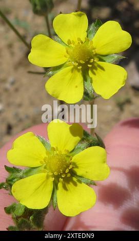 Cinquefoil grigio (Potentilla inclinata) Plantae Foto Stock