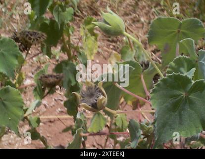 (Abutilon grandiflorum) Plantae Foto Stock