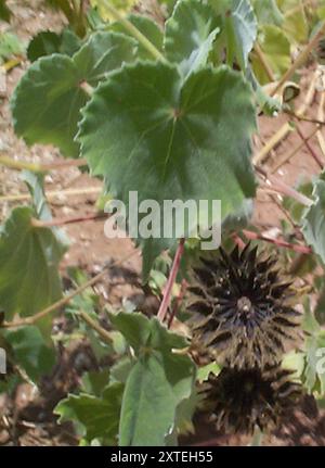 (Abutilon grandiflorum) Plantae Foto Stock