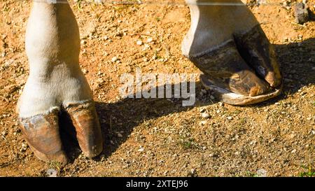 Fotografia autentica delle zampe di giraffa. Lunghe gambe sottili e sottili di diverse forme e dimensioni con ginocchia snodate ricoperte da una pelle marrone e bianca Foto Stock