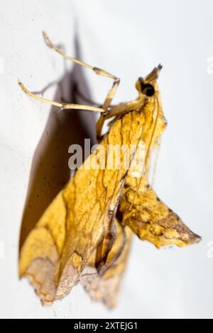 Greater Grapevine Looper Moth (Eulithis gracilineata) Insecta Foto Stock
