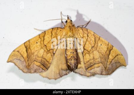 Greater Grapevine Looper Moth (Eulithis gracilineata) Insecta Foto Stock