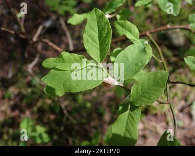 Plantae di mirtillo a foglia ovale (Vaccinium ovalifolium) Foto Stock