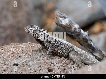 Lucertola di lava di Galápagos - maschio, Microlophus albemarlensis, lávagyík, Isola di Seymour settentrionale, Galápagos, Ecuador Foto Stock