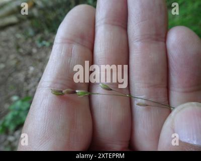 Wood Melick (Melica uniflora) Plantae Foto Stock