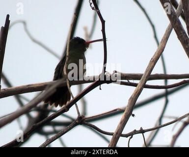 Aves, Hummingbird dorato (Hylocharis chrysura) Foto Stock