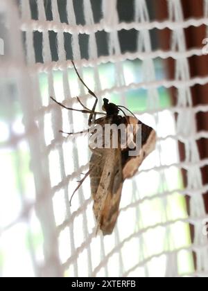 Purple Bar (Cosmorhoe ocellata) Insecta Foto Stock