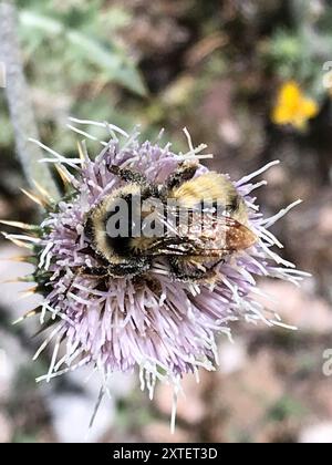 Complesso Bumble Bee a due forme (Bombus bifarius) Insecta Foto Stock