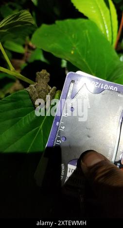 Boulenger's snouted Tree Frog (Scinax boulengeri) Amphibia Foto Stock