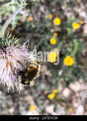 Complesso Bumble Bee a due forme (Bombus bifarius) Insecta Foto Stock