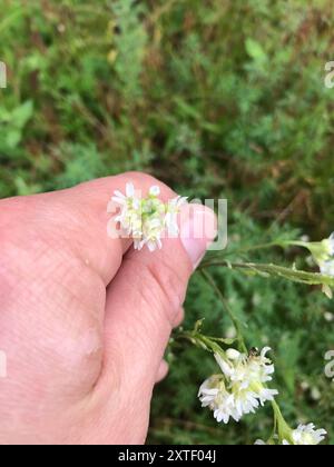 Hoary alyssum (Berteroa incana) Plantae Foto Stock
