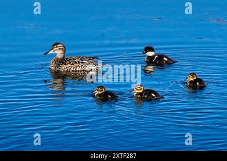 Tè verde alato nel parco nazionale di Yellowstone Foto Stock