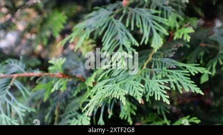 Un genere di alberi sempreverdi e arbusti della famiglia Cypress. Foglia verde di un albero di conifere. Foto Stock