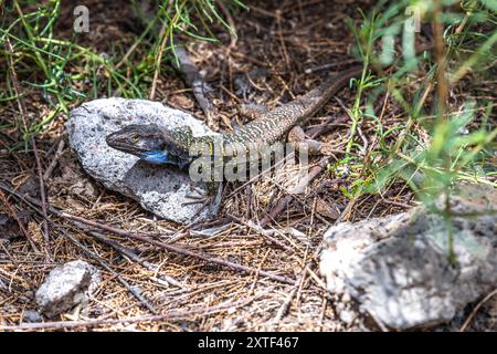 Primo piano di una lucertola di Lagarto Tizon maschile con una caratteristica macchia blu che poggia su una roccia a Tenerife, Isole Canarie, Spagna. Foto Stock