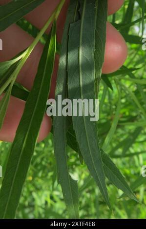 Salice per barra di sabbia interna (Salix interior) Plantae Foto Stock