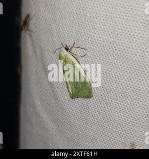 Pisello verde (Earias clorana) Insecta con bordino di panna Foto Stock