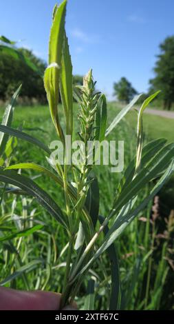 Salice per barra di sabbia interna (Salix interior) Plantae Foto Stock