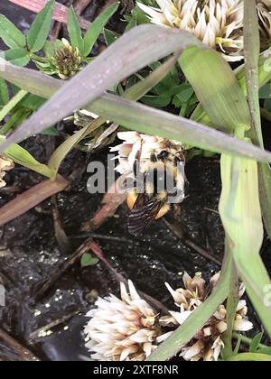 Complesso Bumble Bee a due forme (Bombus bifarius) Insecta Foto Stock