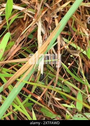 Stuzzicadenti a testa lunga Grasshopper (Achurum carinatum) Insecta Foto Stock