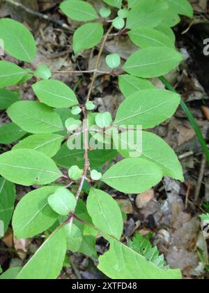 Blackhaw (Viburnum prunifolium) Plantae Foto Stock