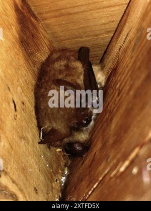 Geoffroy's Bat (Myotis emarginatus) Mammalia Foto Stock