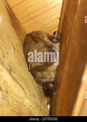 Geoffroy's Bat (Myotis emarginatus) Mammalia Foto Stock