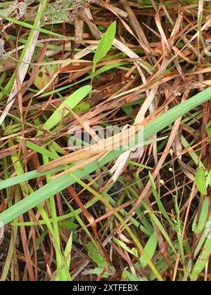 Stuzzicadenti a testa lunga Grasshopper (Achurum carinatum) Insecta Foto Stock