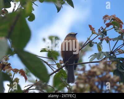 Brown-backed Chat-Tyrant (Ochthoeca fumicolor) Aves Foto Stock