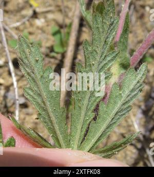 Cinquefoil grigio (Potentilla inclinata) Plantae Foto Stock