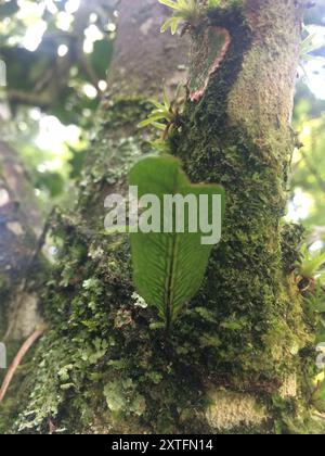 Snakeferns (microgramma) Plantae Foto Stock