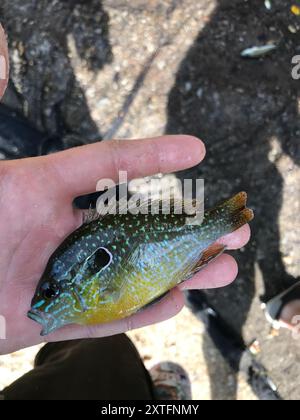 Longear Sunfish (Lepomis megalotis) Actinopterygii Foto Stock