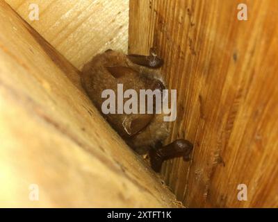 Geoffroy's Bat (Myotis emarginatus) Mammalia Foto Stock