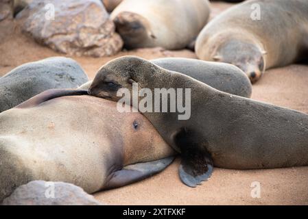 Cucciolo africano di foca da pelliccia (Arctocephalus pusillus) che si nutre alla riserva di foche di Capo Cross, Namibia. Foto Stock