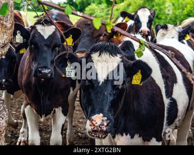 Ballinasloe, Irlanda. 22 giugno 2024. Le mucche si vedono in piedi accanto a una recinzione. I principali tipi di agricoltura in Irlanda sono l'allevamento lattiero-caseario e l'agricoltura pastorale. I pascoli costituiscono circa la metà di tutti i terreni coltivati in Irlanda. Le vacche da latte in Irlanda sono generalmente munte due volte al giorno, con latte raccolto dalle aziende di trasformazione. (Foto di Ana Fernandez/SOPA Images/Sipa USA) credito: SIPA USA/Alamy Live News Foto Stock