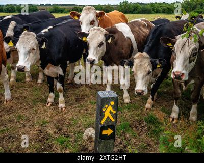 Ballinasloe, Irlanda. 22 giugno 2024. Un gruppo di mucche è circondato da un sentiero. I principali tipi di agricoltura in Irlanda sono l'allevamento lattiero-caseario e l'agricoltura pastorale. I pascoli costituiscono circa la metà di tutti i terreni coltivati in Irlanda. Le vacche da latte in Irlanda sono generalmente munte due volte al giorno, con latte raccolto dalle aziende di trasformazione. (Foto di Ana Fernandez/SOPA Images/Sipa USA) credito: SIPA USA/Alamy Live News Foto Stock