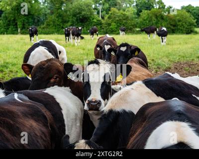 Ballinasloe, Irlanda. 22 giugno 2024. Una mucca vista guardare la telecamera tra le altre mucche. I principali tipi di agricoltura in Irlanda sono l'allevamento lattiero-caseario e l'agricoltura pastorale. I pascoli costituiscono circa la metà di tutti i terreni coltivati in Irlanda. Le vacche da latte in Irlanda sono generalmente munte due volte al giorno, con latte raccolto dalle aziende di trasformazione. (Foto di Ana Fernandez/SOPA Images/Sipa USA) credito: SIPA USA/Alamy Live News Foto Stock