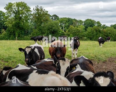 Ballinasloe, Irlanda. 22 giugno 2024. Un toro con un anello posto nelle narici visto tra le altre mucche. I principali tipi di agricoltura in Irlanda sono l'allevamento lattiero-caseario e l'agricoltura pastorale. I pascoli costituiscono circa la metà di tutti i terreni coltivati in Irlanda. Le vacche da latte in Irlanda sono generalmente munte due volte al giorno, con latte raccolto dalle aziende di trasformazione. (Credit Image: © Ana Fernandez/SOPA Images via ZUMA Press Wire) SOLO PER USO EDITORIALE! Non per USO commerciale! Foto Stock