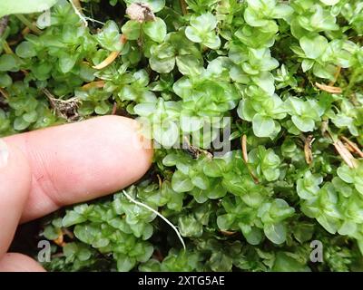 Grandleaf Rhizomnium Moss (Rhizomnium magnifolium) Plantae Foto Stock