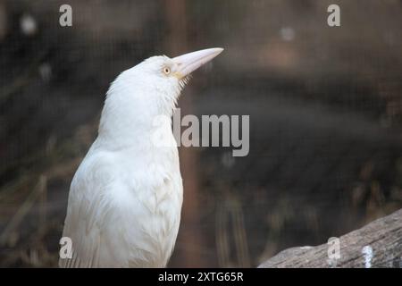 il corvo albino ha un becco rosa e piume bianche Foto Stock