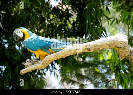 Il Macaw blu e oro ha le piume posteriori e superiori del blu e il macaw oro sono blu brillante; il lato inferiore della coda è giallo oliva. Foto Stock