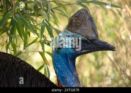 Il cassowary è grande, senza volo. È ricoperta di piume nere a due punte e presenta un grande casco sulla testa. Foto Stock