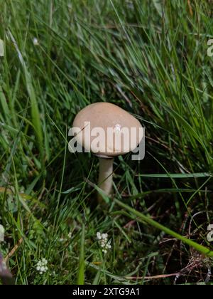 Funghi di testa di sterco (Protostropharia semiglobata) Foto Stock