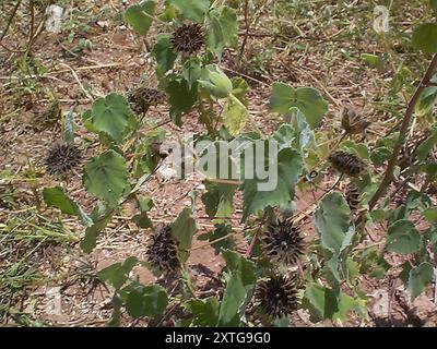 (Abutilon grandiflorum) Plantae Foto Stock