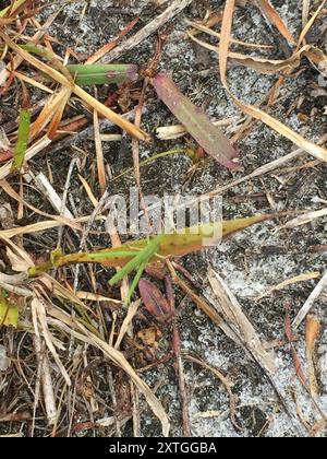 Stuzzicadenti a testa lunga Grasshopper (Achurum carinatum) Insecta Foto Stock