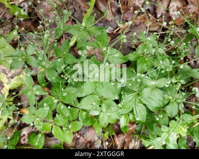 Cannuccia di liquirizia (Galium circaezans) Plantae Foto Stock