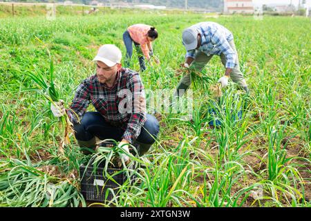 Coltivatore che raccoglie giovani germogli di aglio su campo Foto Stock