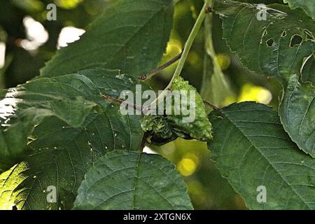 Black Cherry Aphid (Myzus cerasi) Insecta Foto Stock