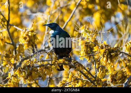 Nidificazione degli uccelli tut nativi della nuova Zelanda in un albero di Kowhai nativo Foto Stock